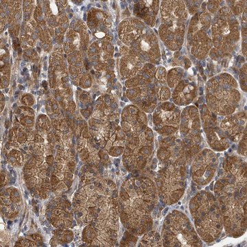 Anti-DPM1 antibody produced in rabbit Prestige Antibodies&#174; Powered by Atlas Antibodies, affinity isolated antibody, buffered aqueous glycerol solution