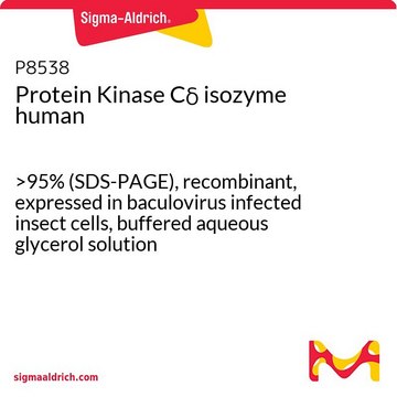 Protein Kinase&#160;C&#948; isozyme human &gt;95% (SDS-PAGE), recombinant, expressed in baculovirus infected insect cells, buffered aqueous glycerol solution