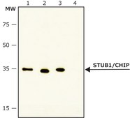Anti-STUB1/CHIP antibody, mouse monoclonal clone ST21.55, purified from hybridoma cell culture