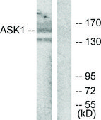 Anti-ASK1 antibody produced in rabbit affinity isolated antibody