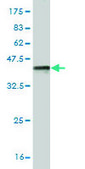 Monoclonal Anti-AHR antibody produced in mouse clone 4G7, purified immunoglobulin, buffered aqueous solution