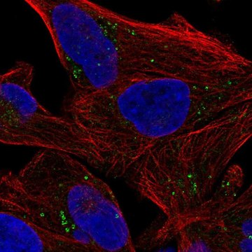 Anti-SEPSECS antibody produced in rabbit Prestige Antibodies&#174; Powered by Atlas Antibodies, affinity isolated antibody