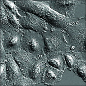 A549 CELLS EGFR BIOSENSOR