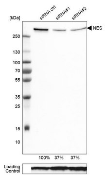 Monoclonal Anti-NES antibody produced in mouse Prestige Antibodies&#174; Powered by Atlas Antibodies, clone CL0197, purified immunoglobulin, buffered aqueous glycerol solution