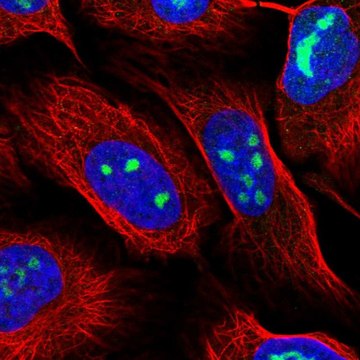 Anti-WDR3 antibody produced in rabbit Prestige Antibodies&#174; Powered by Atlas Antibodies, affinity isolated antibody