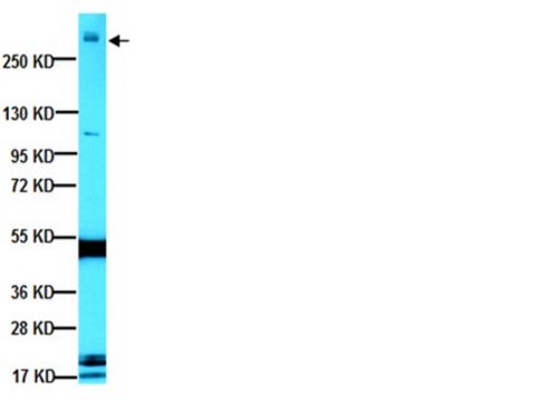 抗-MAP2A抗体，AP20 ascites fluid, clone AP20, Chemicon&#174;