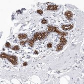 Anti-MTFR1L antibody produced in rabbit Prestige Antibodies® Powered by Atlas Antibodies, affinity isolated antibody, buffered aqueous glycerol solution, ab2