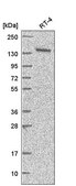 Anti-ARAP1 antibody produced in rabbit Prestige Antibodies® Powered by Atlas Antibodies, affinity isolated antibody