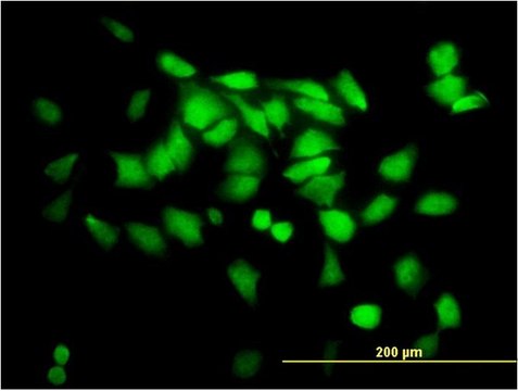 Monoclonal Anti-SGTA antibody produced in mouse clone 2E11, purified immunoglobulin, buffered aqueous solution