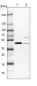 Anti-PDCD2 antibody produced in rabbit Prestige Antibodies® Powered by Atlas Antibodies, affinity isolated antibody, buffered aqueous glycerol solution