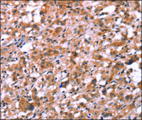 Anti-GNAT3 antibody produced in rabbit affinity isolated antibody