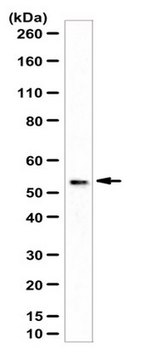 抗cGAS抗体 from rabbit, purified by affinity chromatography