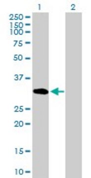 Anti-UNC84A antibody produced in mouse purified immunoglobulin, buffered aqueous solution