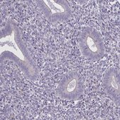 Anti-MRGPRX2 antibody produced in rabbit Prestige Antibodies® Powered by Atlas Antibodies, affinity isolated antibody, buffered aqueous glycerol solution