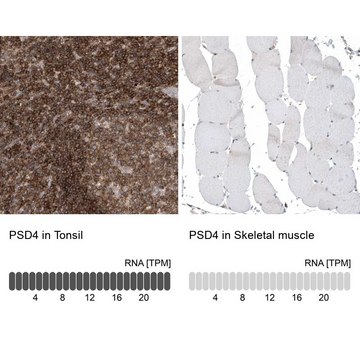 Anti-PSD4 antibody produced in rabbit Prestige Antibodies&#174; Powered by Atlas Antibodies, affinity isolated antibody, buffered aqueous glycerol solution