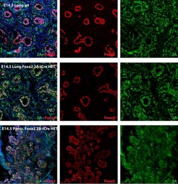 Anti-T2A Antibody, clone 5E6