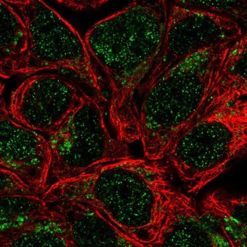 Anti-HS2ST1 antibody produced in rabbit Prestige Antibodies&#174; Powered by Atlas Antibodies, affinity isolated antibody