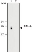 Monoclonal Anti-RAL-A antibody produced in mouse ~2 mg/mL, clone RalA5F9.2, purified immunoglobulin, buffered aqueous solution