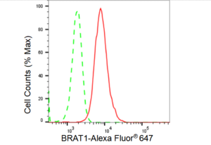 Anti BRAT1 Antibody, clone 23GB4355, Rabbit Monoclonal clone 23GB4355, recombinant rabbit monoclonal, expressed in HEK293 cells