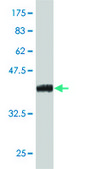 Monoclonal Anti-SIX4, (C-terminal) antibody produced in mouse clone 3B8, purified immunoglobulin, buffered aqueous solution