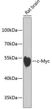 Anti-c-Myc antibody produced in rabbit