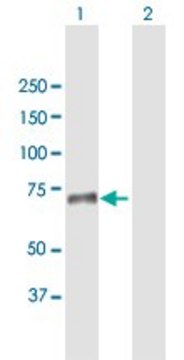 Anti-SNED1 antibody produced in mouse purified immunoglobulin, buffered aqueous solution