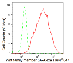 KD-Validated Anti Wnt family member 5A Antibody, clone 23GB2400, Rabbit Monoclonal clone 23GB2400, recombinant rabbit monoclonal, expressed in HEK293 cells