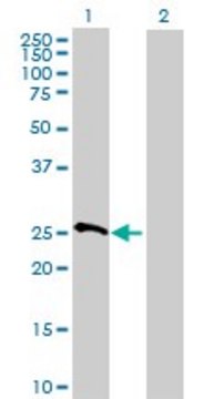 Anti-MRPS10 antibody produced in mouse purified immunoglobulin, buffered aqueous solution