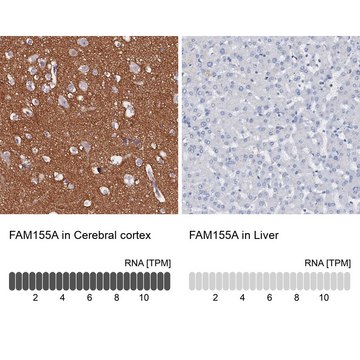 Anti-FAM155A antibody produced in rabbit Prestige Antibodies&#174; Powered by Atlas Antibodies, affinity isolated antibody, buffered aqueous glycerol solution