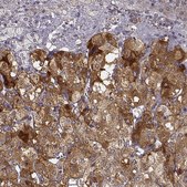 Anti-PCSK2 antibody produced in rabbit Prestige Antibodies® Powered by Atlas Antibodies, affinity isolated antibody, buffered aqueous glycerol solution