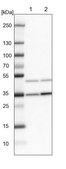 Anti-FBXL8 antibody produced in rabbit Prestige Antibodies® Powered by Atlas Antibodies, affinity isolated antibody, buffered aqueous glycerol solution