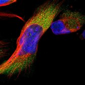 Anti-LMLN antibody produced in rabbit Prestige Antibodies® Powered by Atlas Antibodies, affinity isolated antibody, buffered aqueous glycerol solution