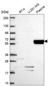 Anti-COL9A2 antibody produced in rabbit Prestige Antibodies® Powered by Atlas Antibodies, affinity isolated antibody
