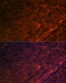 Anti-Serotonin transporter Antibody, clone 5T7M2, Rabbit Monoclonal