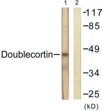 Anti-Doublecortin antibody produced in rabbit affinity isolated antibody