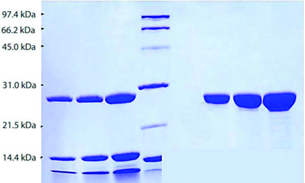 Chymotrypsin from human pancreas &#8805;95% (SDS-PAGE)