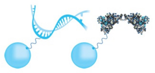 PureProteome 0.3&#181;m Carboxy FlexiBind Magnetic Bead System Carboxylic Acid FlexiBind beads are suitable for Immunoprecipitations, purifying nucleic acids, isolating cells and organelles, performing protein-protein interaction studies and many other applications.