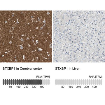 Anti-STXBP1 antibody produced in rabbit affinity isolated antibody, buffered aqueous glycerol solution