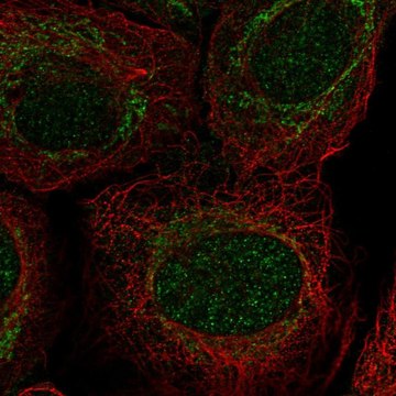 Anti-PIWIL4 antibody produced in rabbit Prestige Antibodies&#174; Powered by Atlas Antibodies, affinity isolated antibody