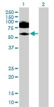 Anti-ICAM1 antibody produced in mouse purified immunoglobulin, buffered aqueous solution