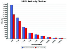 Anti-HRD1/SYVN1 antibody produced in rabbit ~1.0 mg/mL, affinity isolated antibody, buffered aqueous solution