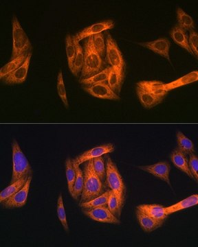 Anti-TAB1 antibody produced in rabbit