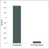 Anti-phospho-S6 Ribosomal Protein (pSer235/236) antibody produced in rabbit affinity isolated antibody