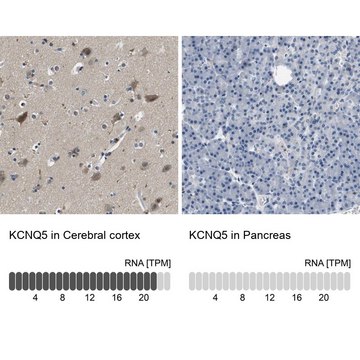 Anti-KCNQ5 antibody produced in rabbit Prestige Antibodies&#174; Powered by Atlas Antibodies, affinity isolated antibody, buffered aqueous glycerol solution