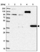 Anti-PDSS1 antibody produced in rabbit Prestige Antibodies® Powered by Atlas Antibodies, affinity isolated antibody, buffered aqueous glycerol solution