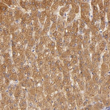 Anti-CBS antibody produced in rabbit Prestige Antibodies&#174; Powered by Atlas Antibodies, affinity isolated antibody, buffered aqueous glycerol solution