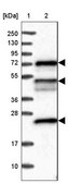 Anti-KANSL2 antibody produced in rabbit Prestige Antibodies® Powered by Atlas Antibodies, affinity isolated antibody, buffered aqueous glycerol solution