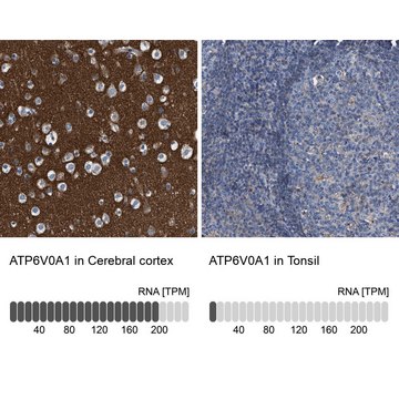 Anti-ATP6V0A1 antibody produced in rabbit Prestige Antibodies&#174; Powered by Atlas Antibodies, affinity isolated antibody, buffered aqueous glycerol solution