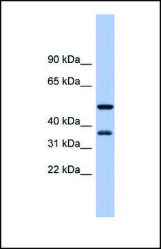 Anti-EIF2S1, (N-terminal) antibody produced in rabbit affinity isolated antibody