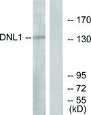 Anti-DNL1 antibody produced in rabbit affinity isolated antibody